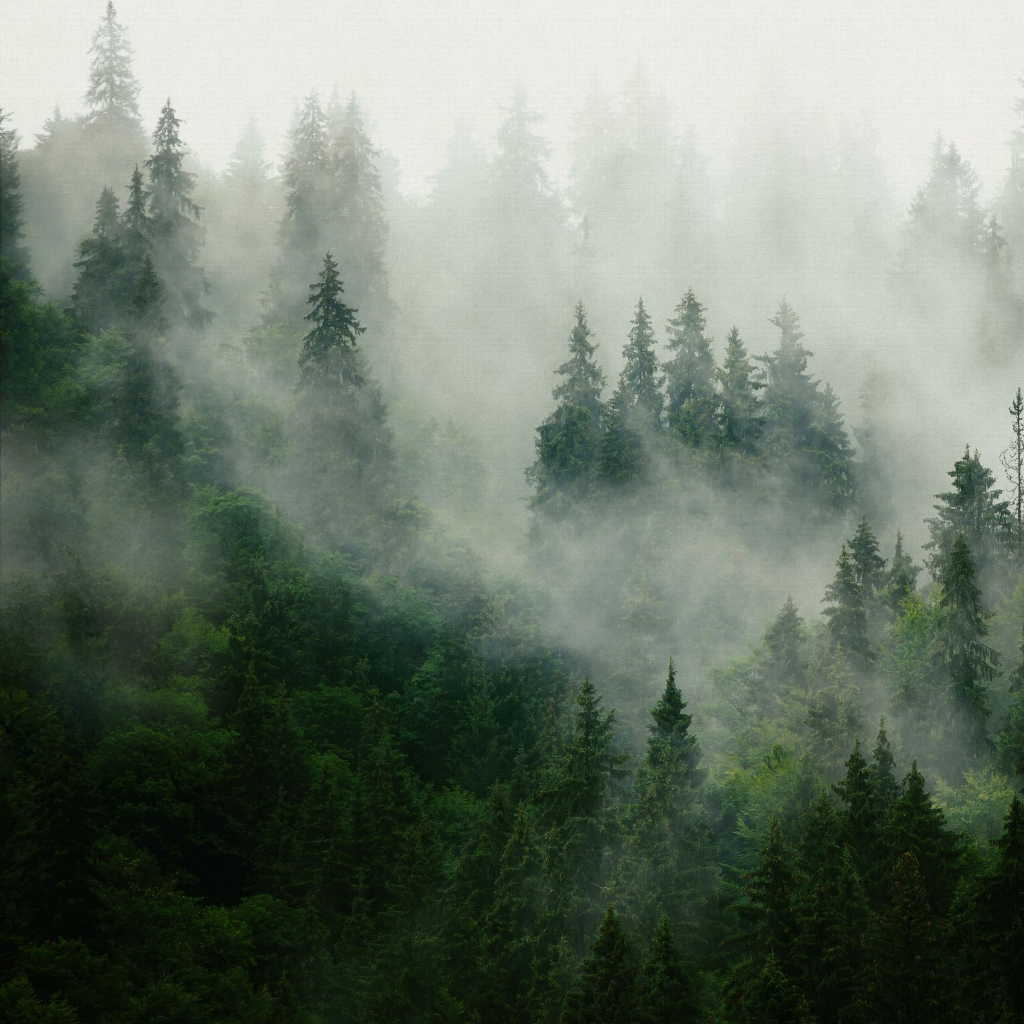 "Pinetop Wallpaper by Wall Blush creating a forest ambiance in a cozy living room setting."