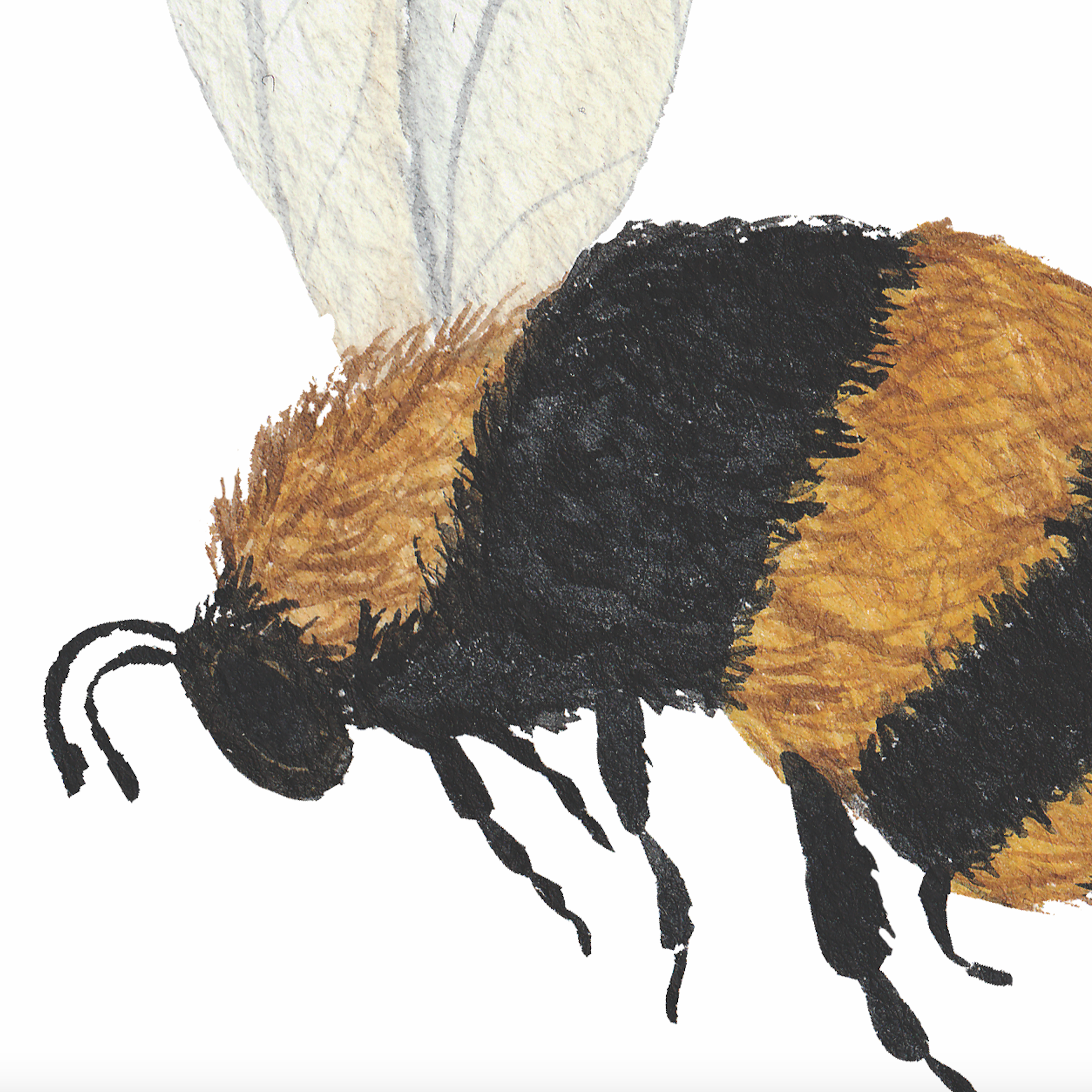 I'm sorry, but it seems there may have been some confusion. The image provided does not display wallpaper or a room. The image is a close-up illustration of a bumblebee. To provide an accurate alt text for the image based on the information you've requested, I would need an image that shows the Bumble (White) Wallpaper by Wall Blush in a room setting. If you can provide an appropriate image, I would be more than happy to help with your request.