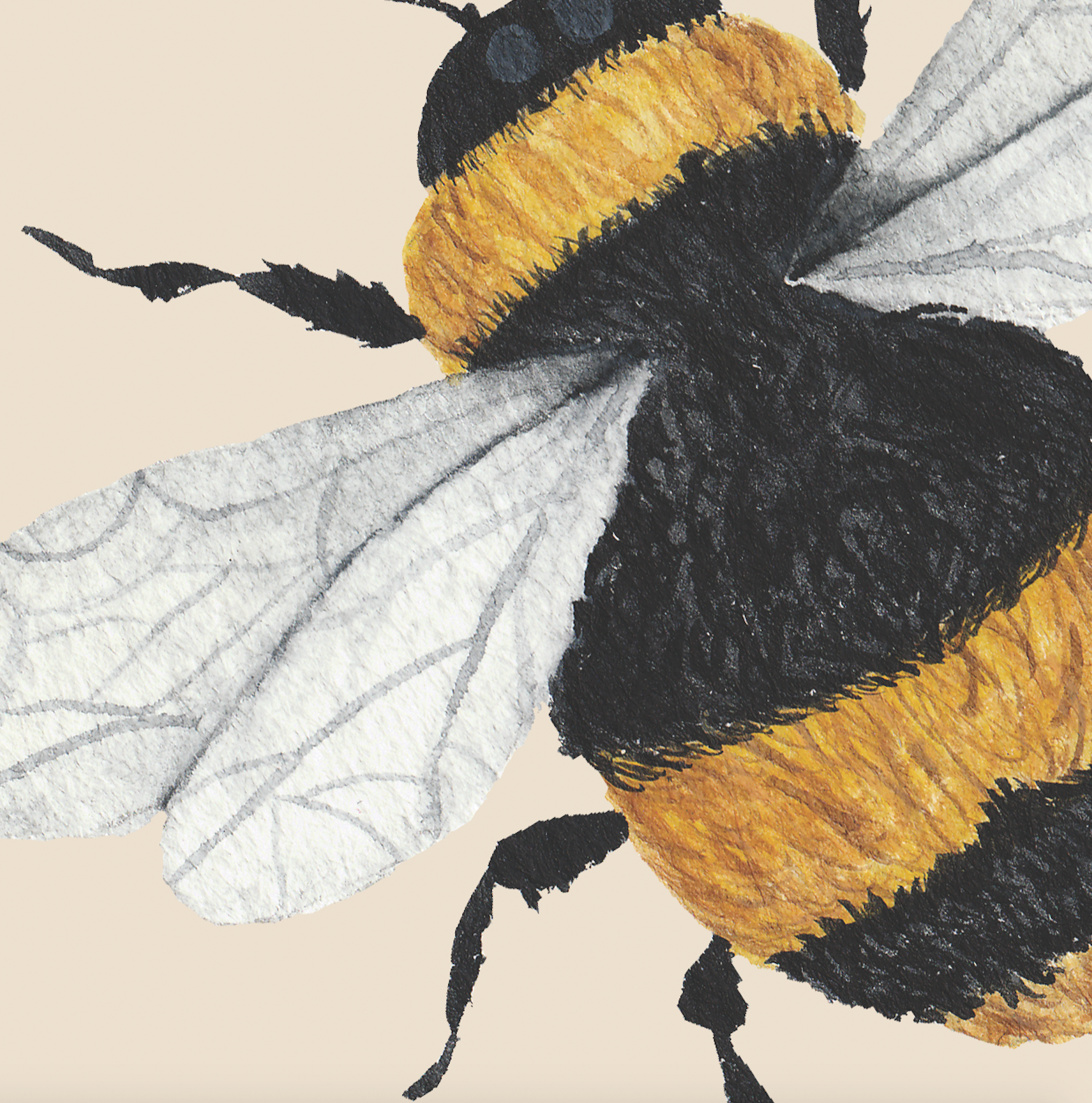 Bumble (Tan Edition) - WALL BLUSH